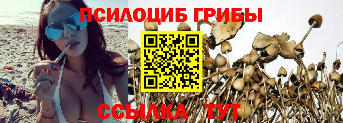 Галлюциногенные грибы Psilocybe Нижневартовск